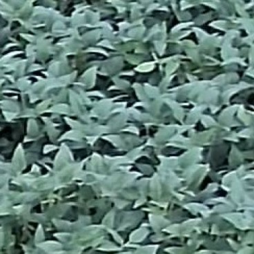 A 244 by 244 tile of closed soy canopy