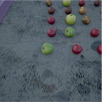 Apples on ground