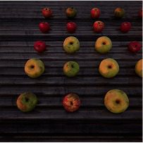Apples on conveyer