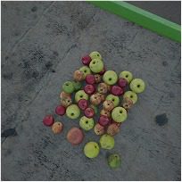 Apples on ground
